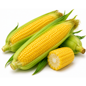 Fresh Sweet Corn |